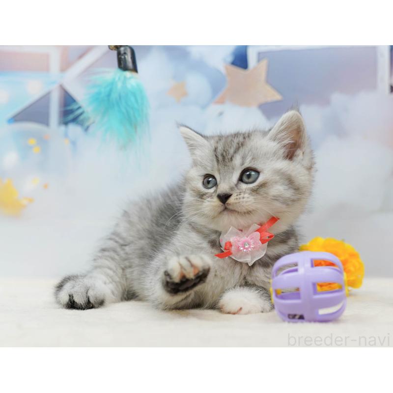 販売中の茨城県のミヌエット-136596の7枚目